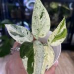 Epipremnum pinnatum marble variegata
