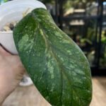 Hoya meredithii Aceh Splash, duże liście z wyraźnym ciemnym unerwieniem, srebrzysta variegacja typu splash, rzadka woskownica kolekcjonerska, twarda tekstura liści, Variegarden.