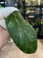 Hoya meredithii Aceh Splash, duże liście z wyraźnym ciemnym unerwieniem, srebrzysta variegacja typu splash, rzadka woskownica kolekcjonerska, twarda tekstura liści, Variegarden.