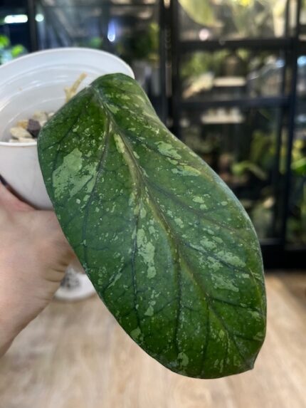 Hoya meredithii Aceh Splash, duże liście z wyraźnym ciemnym unerwieniem, srebrzysta variegacja typu splash, rzadka woskownica kolekcjonerska, twarda tekstura liści, Variegarden.