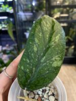 Hoya meredithii Aceh splash #2 - obrazek 4