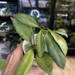 Hoya nicholsoniae 'New Guinea Ghost' – rzadka hoja kolekcjonerska o grubych, błyszczących liściach. Wyjątkowa odmiana charakteryzująca się niemal całkowitym, srebrzysto-białym wybarwieniem liści (ghost variegation) z delikatnie widocznym zielonym unerwieniem. Unikatowe pnącze o metalicznym blasku.