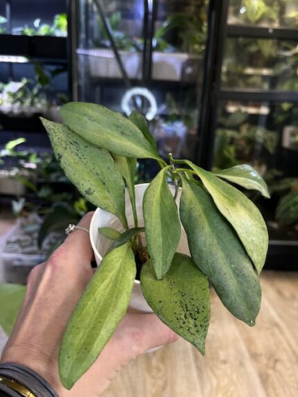 Hoya nicholsoniae 'New Guinea Ghost' – rzadka hoja kolekcjonerska o grubych, błyszczących liściach. Wyjątkowa odmiana charakteryzująca się niemal całkowitym, srebrzysto-białym wybarwieniem liści (ghost variegation) z delikatnie widocznym zielonym unerwieniem. Unikatowe pnącze o metalicznym blasku.