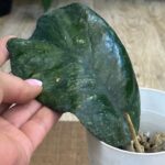 Hoya 'Svetlana', rzadka hybryda kolekcjonerska o dużych, twardych liściach z wyraźnym unerwieniem i srebrnym splashem, luksusowe pnącze domowe, Variegarden.