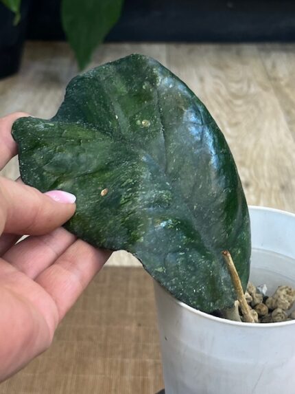 Hoya 'Svetlana', rzadka hybryda kolekcjonerska o dużych, twardych liściach z wyraźnym unerwieniem i srebrnym splashem, luksusowe pnącze domowe, Variegarden.