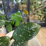 Hoya carnosa 'Wilbur Graves', niezwykle rzadka roślina kolekcjonerska o liściach niemal całkowicie pokrytych srebrnym splashem, luksusowa hoja woskowa, Variegarden.