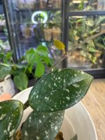 Hoya carnosa 'Wilbur Graves', niezwykle rzadka roślina kolekcjonerska o liściach niemal całkowicie pokrytych srebrnym splashem, luksusowa hoja woskowa, Variegarden.