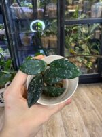 Hoya carnosa 'Wilbur Graves' #2 - obrazek 3