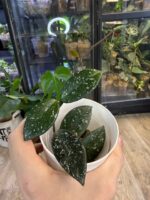 Hoya carnosa 'Wilbur Graves' #2 - obrazek 4