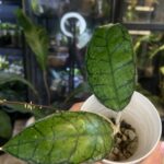 Hoya calistophylla Vena