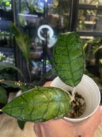 Hoya calistophylla Vena