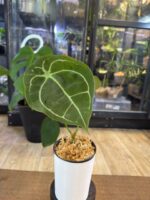 Anthurium Forgetti #1 - obrazek 6