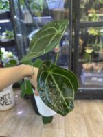 Anthurium Forgetti #1 - obrazek 5