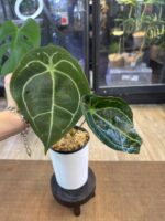 Anthurium Forgetti #1 - obrazek 4