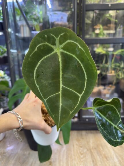 Anthurium Forgetti