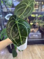 Anthurium Forgetti #1 - obrazek 2