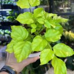 Radermachera Golden Leaves w doniczce, z jasnożółtymi i zielonymi, błyszczącymi liśćmi, na tle jasnej ściany.