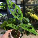 Monstera Obliqua Peru pnąca się po paliku kokosowym. Widoczne są charakterystyczne, bardzo duże, nieregularne otwory (fenestracje) w delikatnych, jasnozielonych liściach.