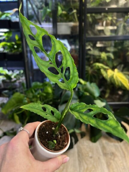 Monstera Obliqua Peru pnąca się po paliku kokosowym. Widoczne są charakterystyczne, bardzo duże, nieregularne otwory (fenestracje) w delikatnych, jasnozielonych liściach.