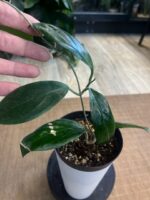 Hoya UT 033 #1 - obrazek 3
