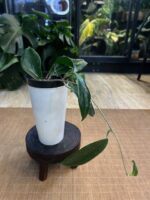 Hoya UT 033 #1 - obrazek 4