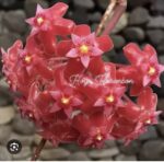 Hoya KSB 01 #1 - obrazek 2