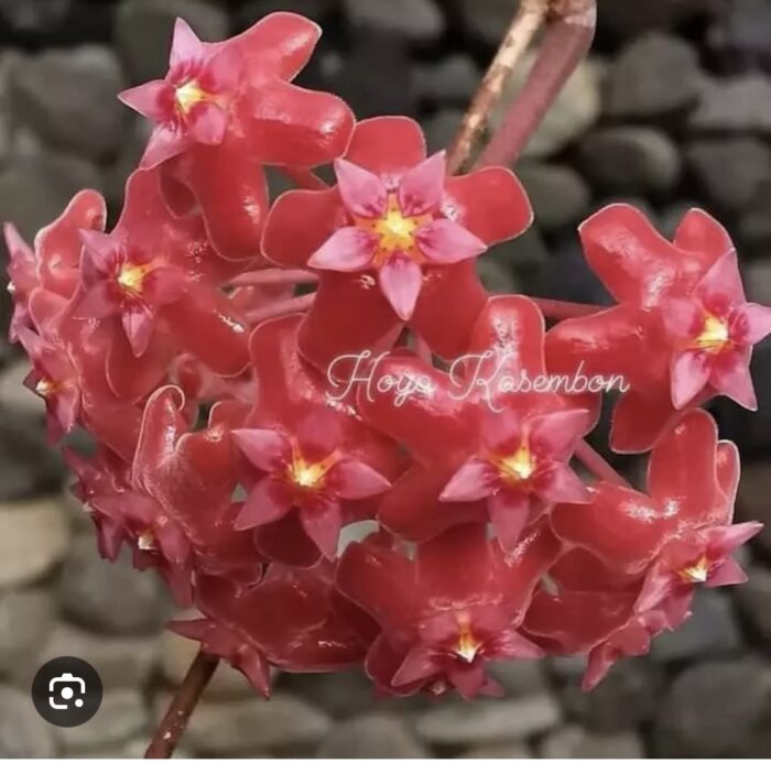 Hoya KSB 01 #1 - obrazek 2