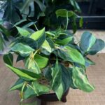 Philodendron scandens Brasil Tricolor XXL #1