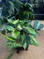Philodendron scandens Brasil Tricolor XXL #1