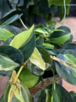 Philodendron scandens Brasil Tricolor XXL #1 - obrazek 4