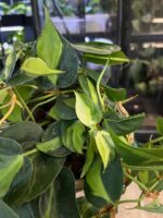 Philodendron scandens Brasil Tricolor XXL #1 - obrazek 3