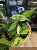 Philodendron scandens Brasil Tricolor XXL #1 - obrazek 2