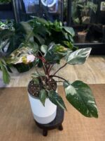 Philodendron Red Anderson variegata #1 - obrazek 5