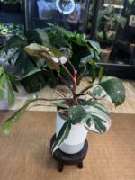 Philodendron Red Anderson variegata #1 - obrazek 4