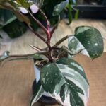 Philodendron red anderson