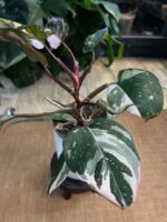 Philodendron red anderson