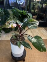 Philodendron Red Anderson variegata #1 - obrazek 3