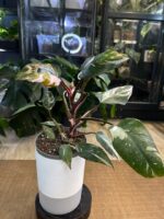 Philodendron Red Anderson variegata #1 - obrazek 2
