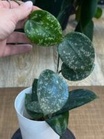 Hoya Parasitica Splash  #1 - obrazek 3