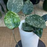 Hoya parasitica splash