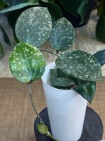 Hoya parasitica splash