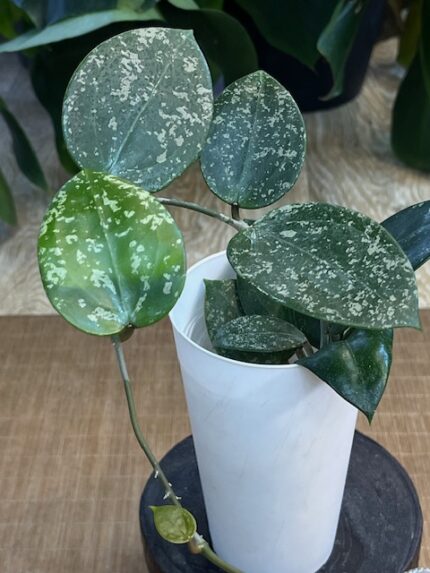 Hoya parasitica splash