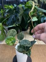Hoya Parasitica Splash  #1 - obrazek 4
