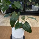 Anthurium dark phoenix x (Portillae x Dark Phoenix)