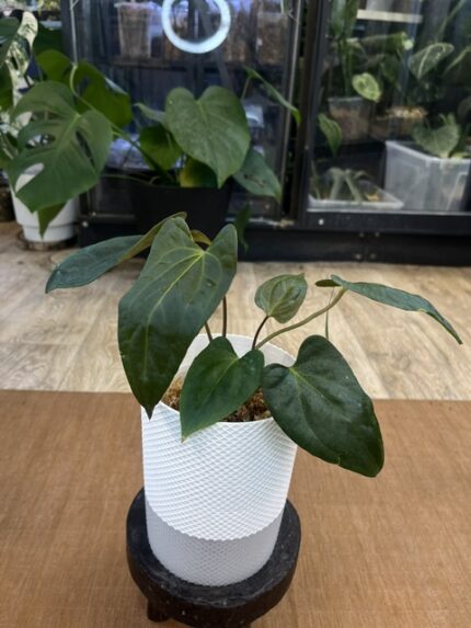 Anthurium dark phoenix x (Portillae x Dark Phoenix)