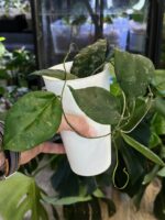 Hoya caudata 'Sumatra' #1 - obrazek 5