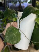 Hoya caudata 'Sumatra' #1 - obrazek 4
