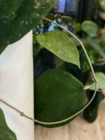Hoya caudata 'Sumatra' #1 - obrazek 3
