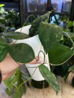 Hoya caudata 'Sumatra' #1 - obrazek 2