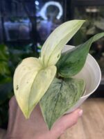 Scindapsus Superstar